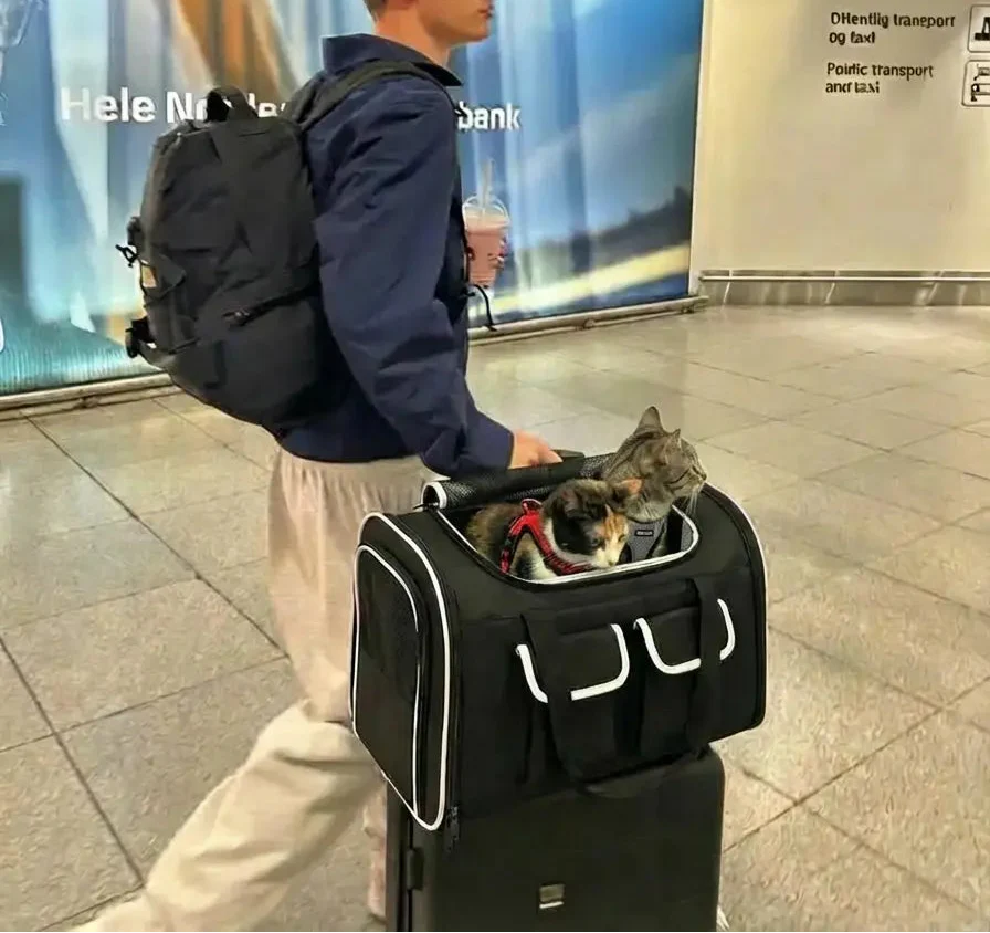 Sac de transport spacieux pour deux chats