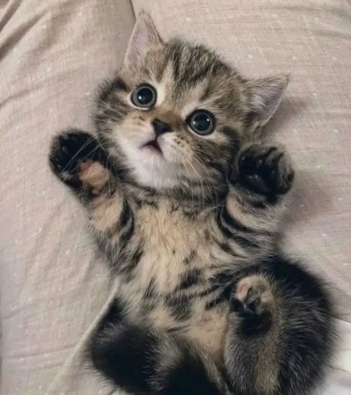 chat qui est couché sur le dos 
