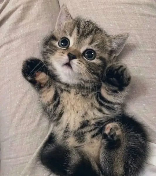 chat qui est couché sur le dos 