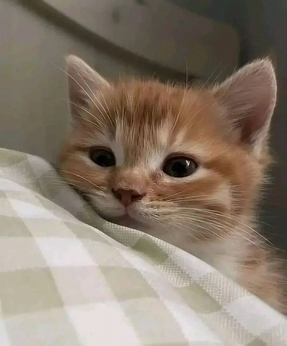 un chat roux couché