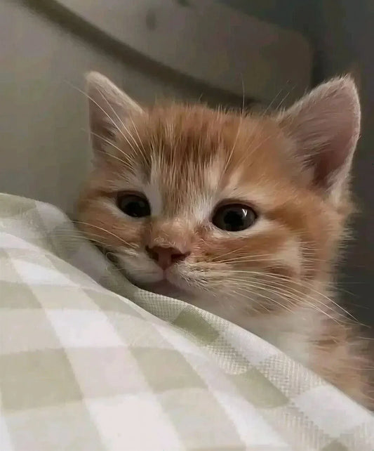 un chat roux couché