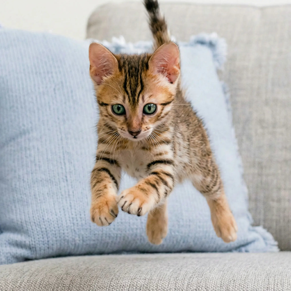 chat qui saute