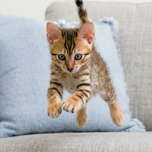 chat qui saute