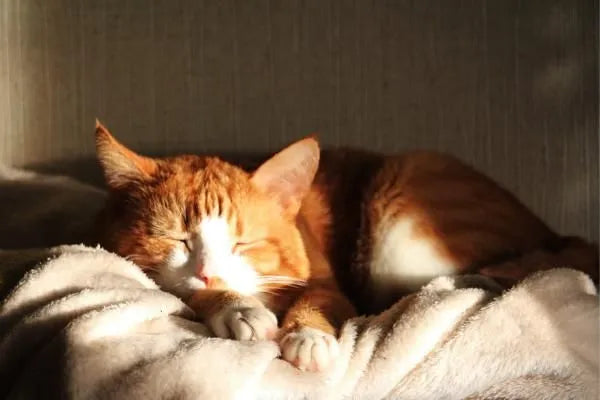 chat roux qui dort