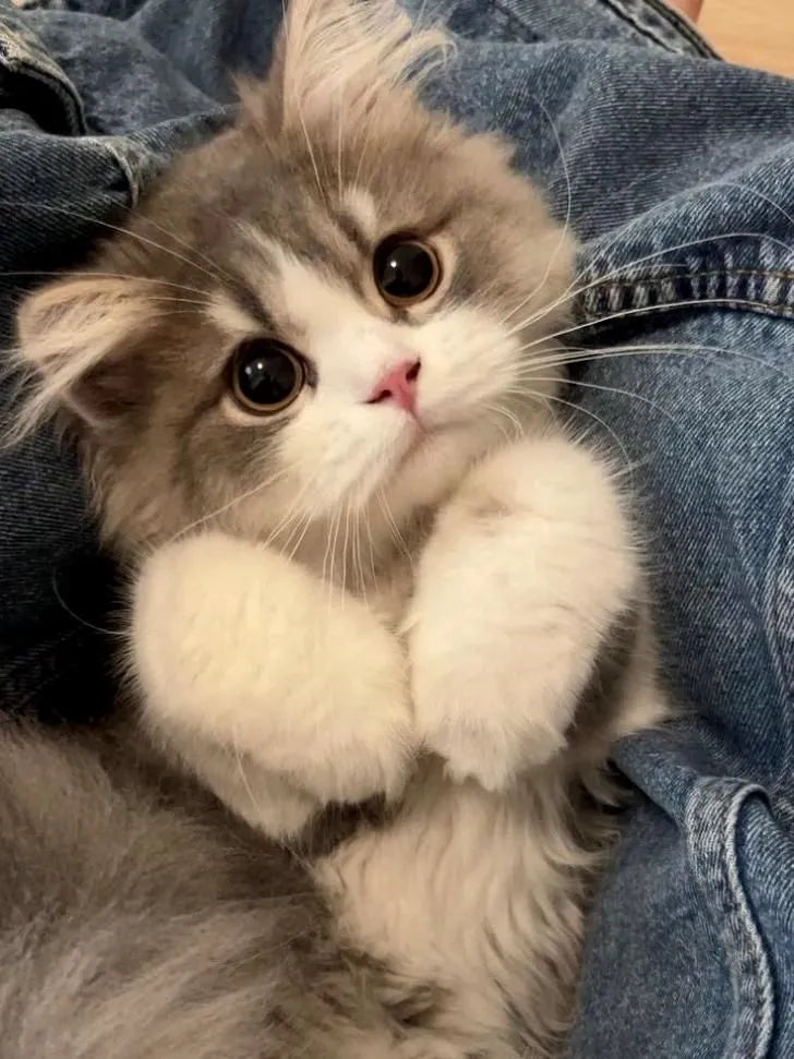 chat trop mimi couché sur un jeans