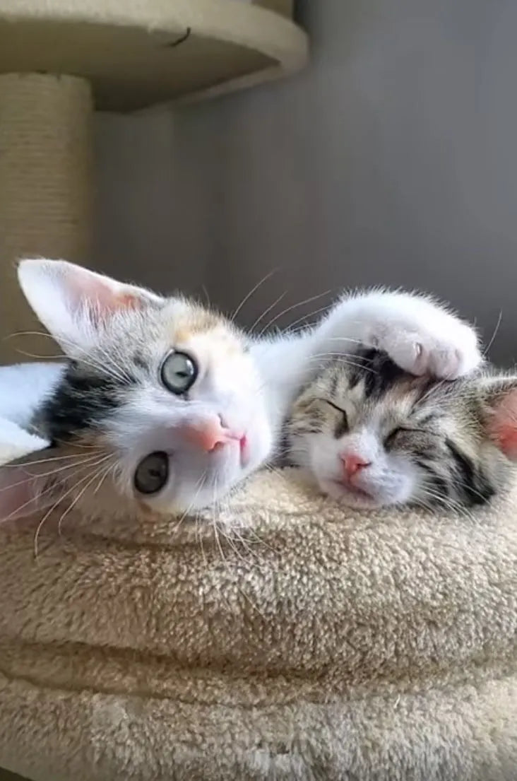 2 chats couchée 