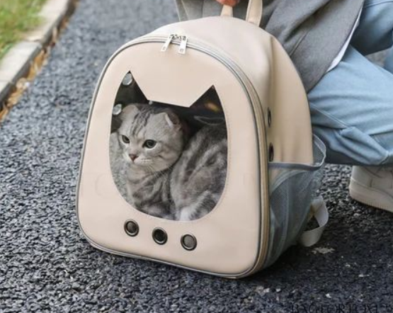 un chat gris dans un sac à dos pour chaton