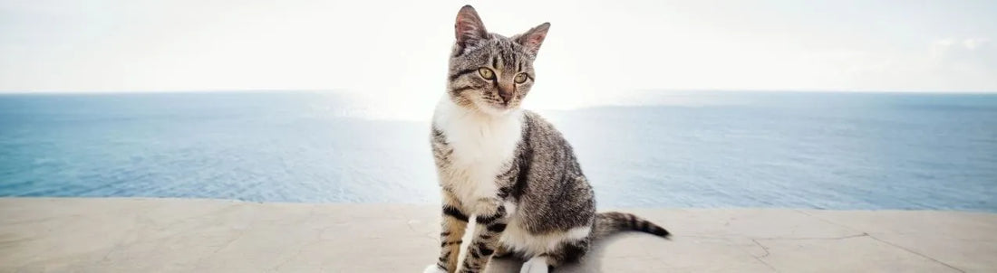 un chat à la mer