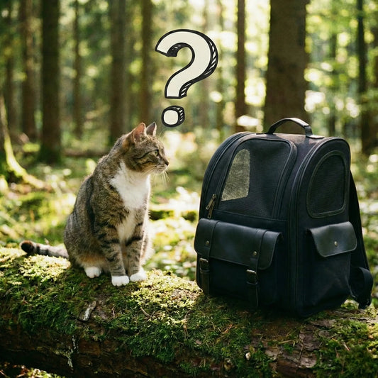 Chat avec un sac dans la nature