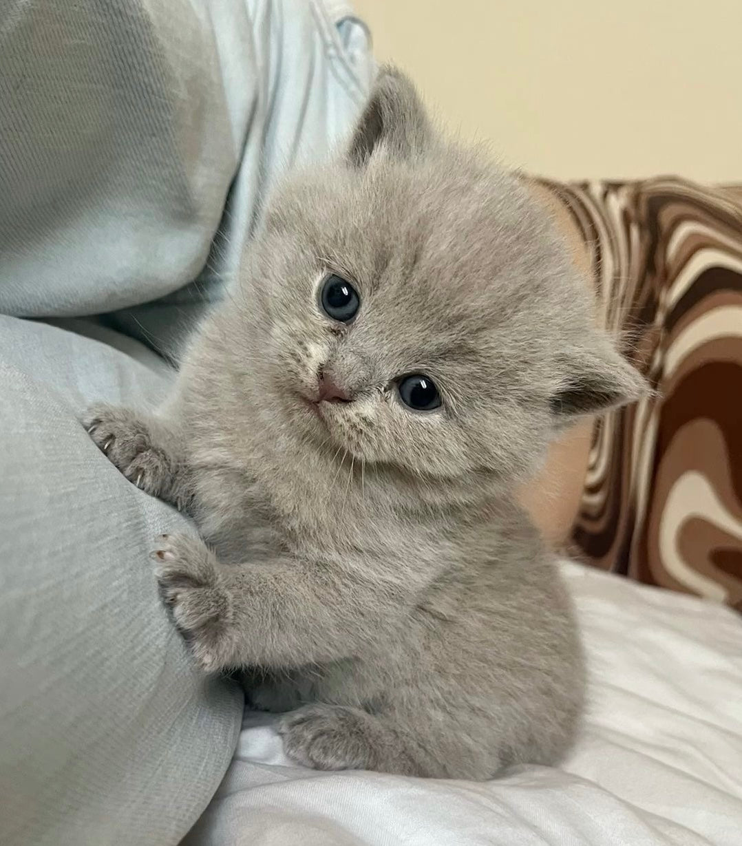 Chat brun couché