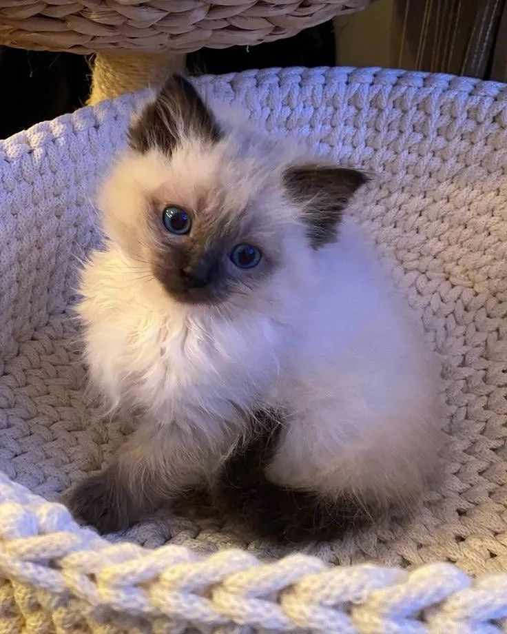 Chat blanc et gris qui est debout 