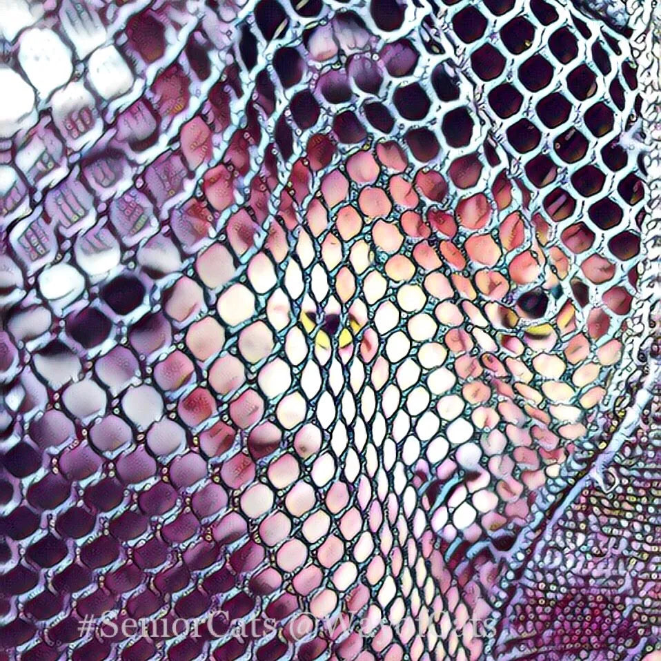 un chat enfermer dans un cage de transport pour chat