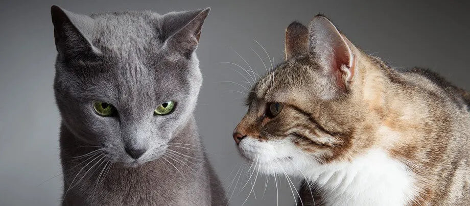 2 chats sur un fond gris 