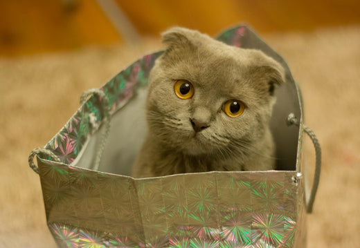 chat dans un sac 