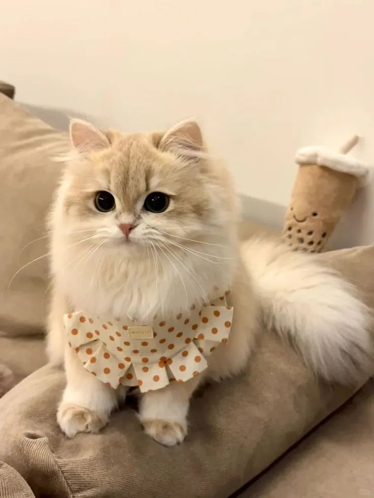 chat blanc couché sur un canapé