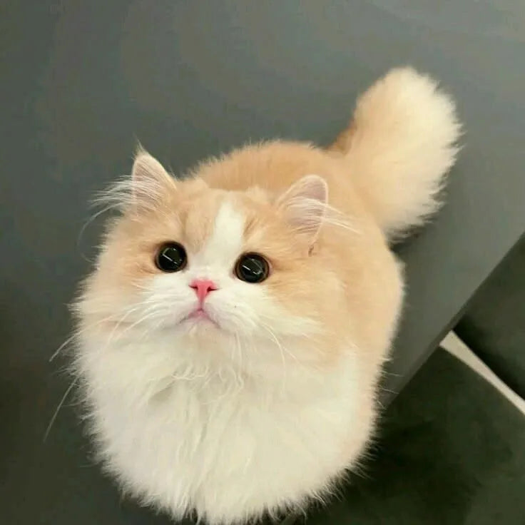 chat brun avec grand yeux