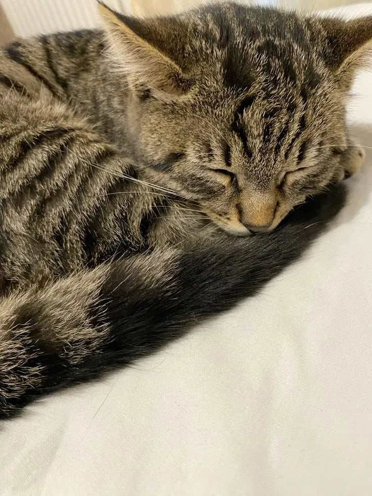 un chat brun qui dort