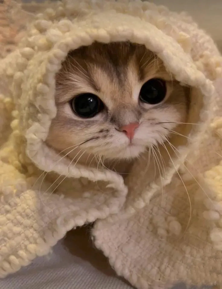 chat couché dans une couette 