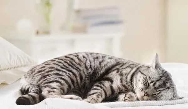 chat qui dort sur un lit