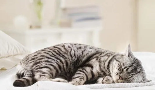 chat qui dort sur un lit