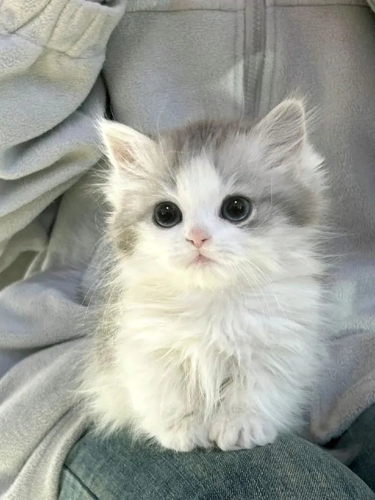 chat assied