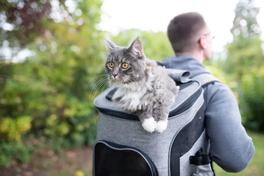 un homme avec un sac à dos pour chat et dans le sac il y'a un chat gris