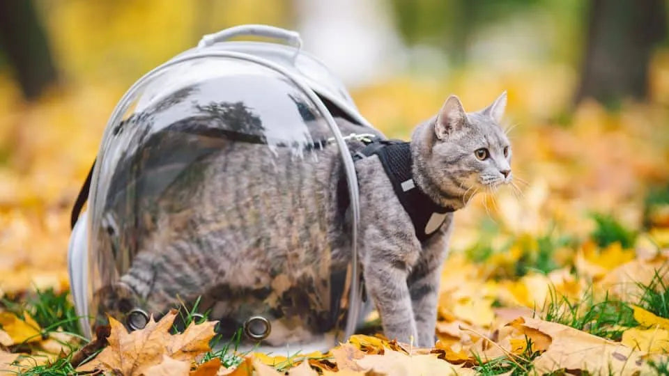 chat dans un sac à dos pour chat qui sort du sac 