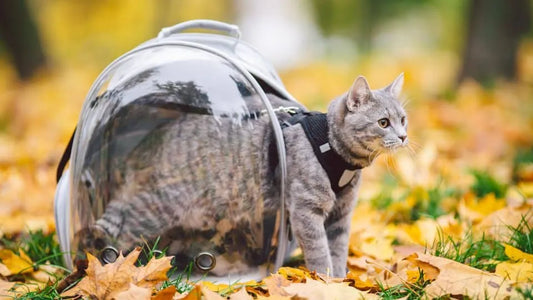 chat dans un sac à dos pour chat qui sort du sac 