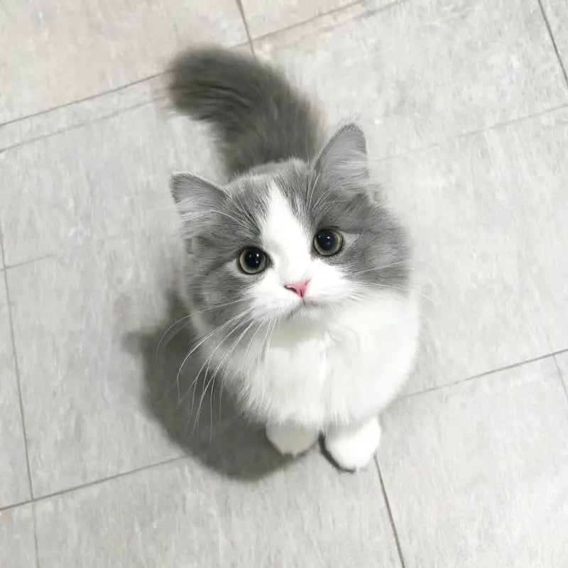 Chaton qui regarde a caméra