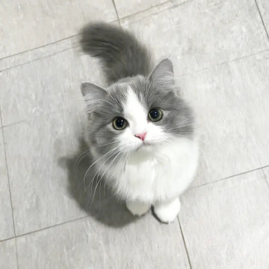 Chaton qui regarde a caméra