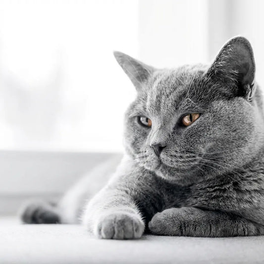 Quel sac de transport pour chat en avion ?