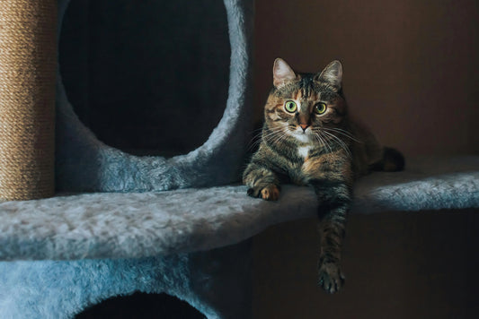 chat couché