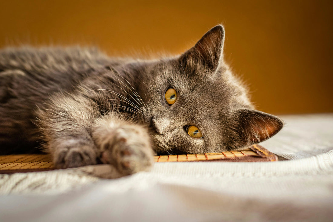 Chat noir couché