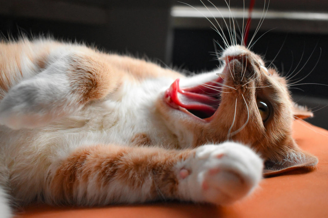un chat couché