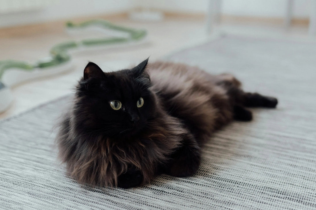 chat noir couché