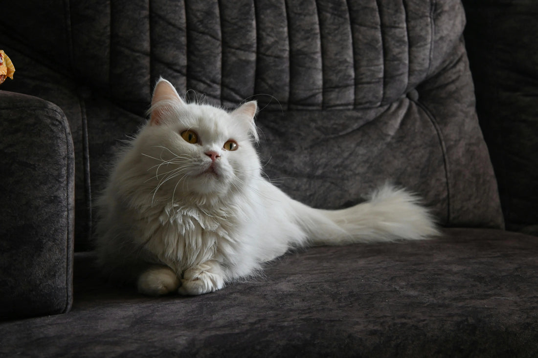 chat blanc