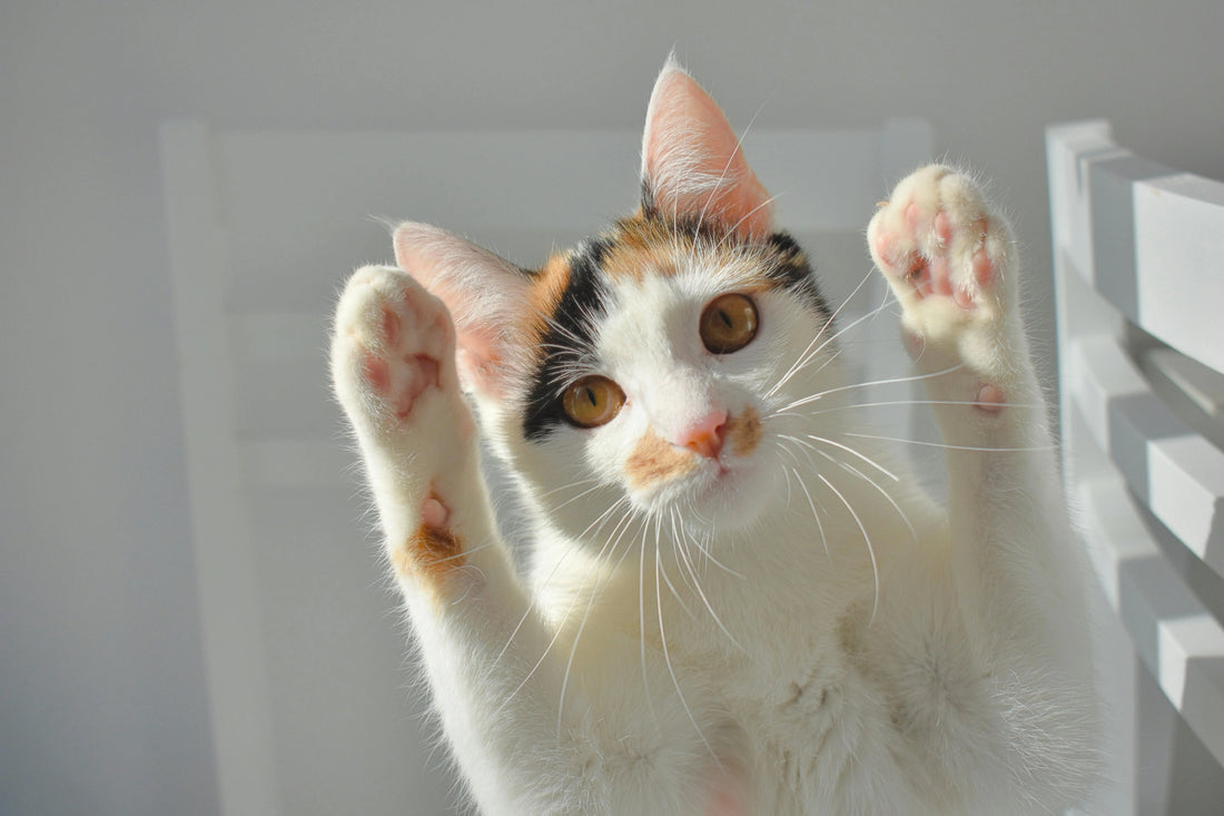 chat debout
