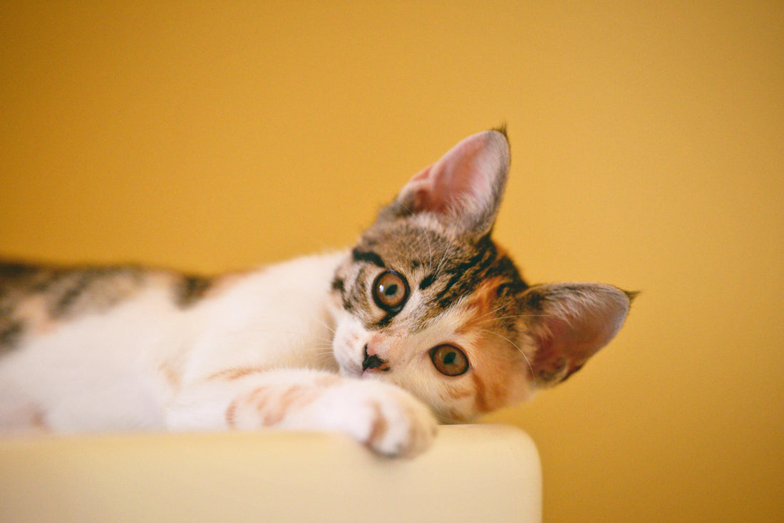 chat couché sur fond orange