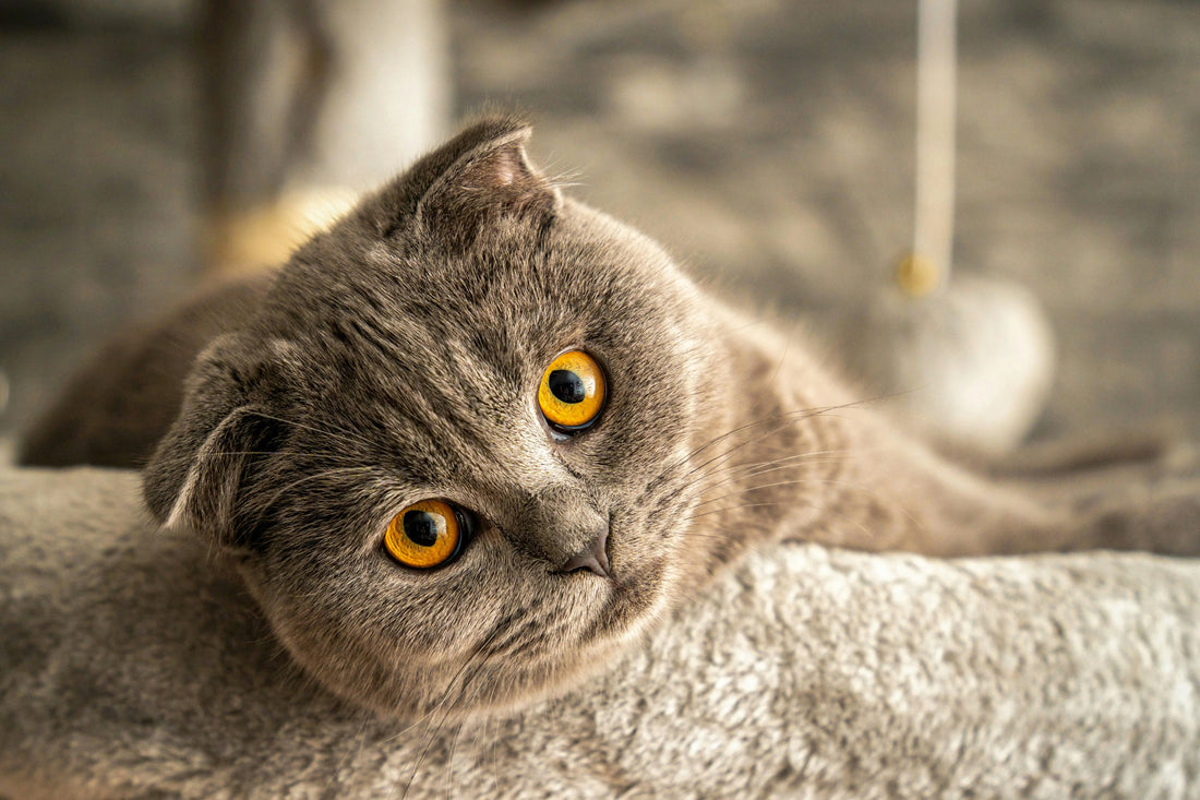 chat couché