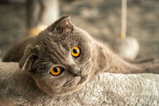 chat couché