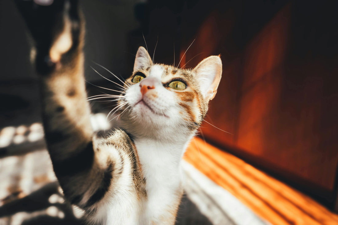 chat blanc et gris