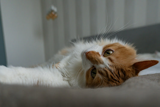 Chat couché