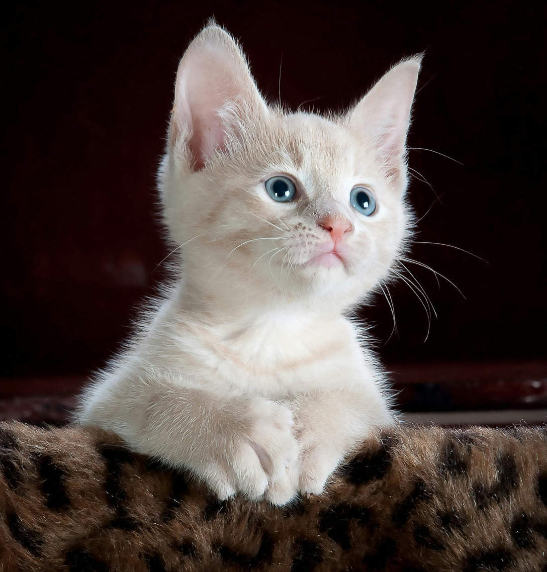 chat blanc couché