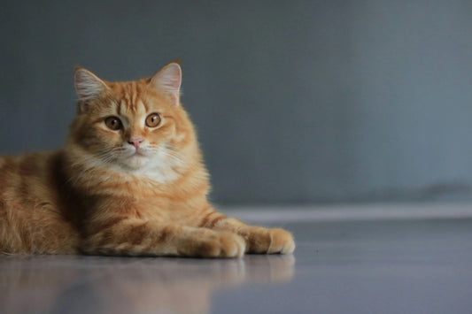 un chat roux
