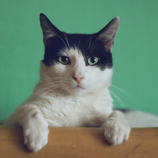 un chat 
