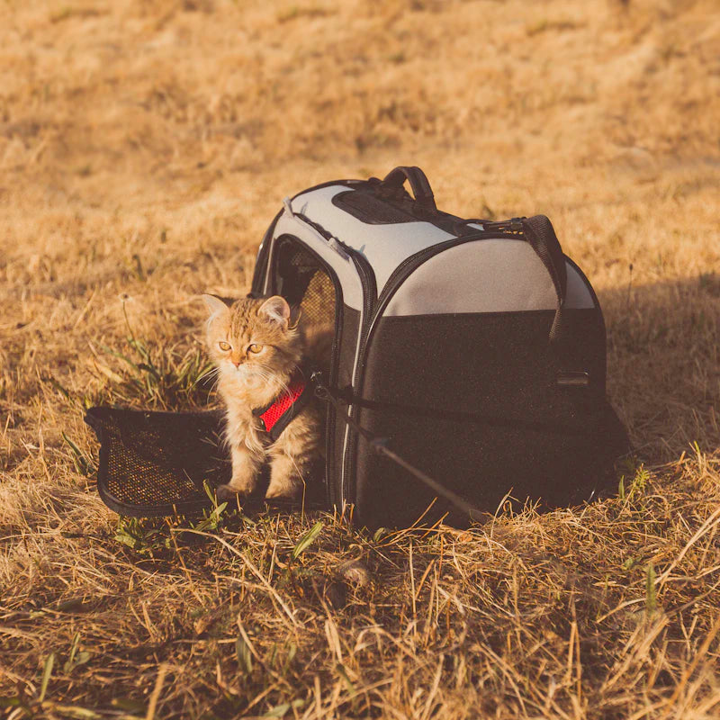 Chaton gris installe dans son sac de transport pour chat