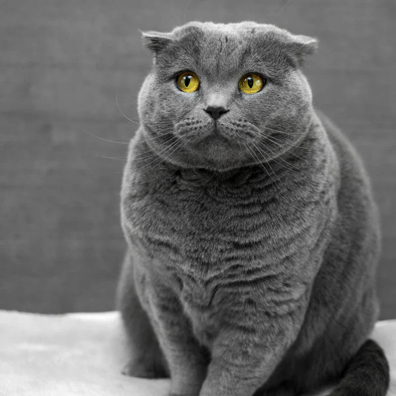 Sac de transport avion pour chat : guide complet avant de partir