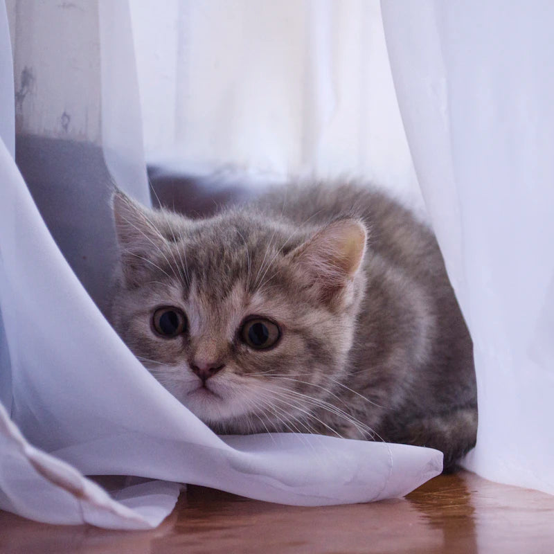 Un chat installé dans son sac de transport pour chat