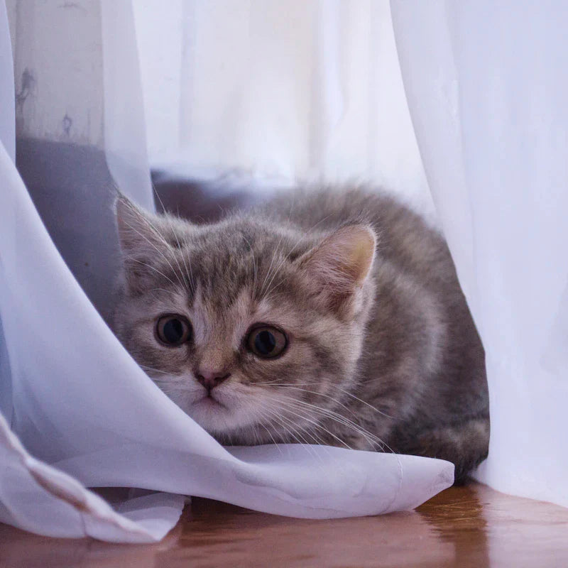 sac de transport pour chaton