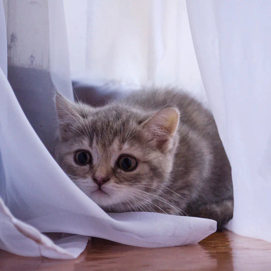 sac de transport pour chaton